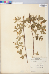 Rubus flagellaris image