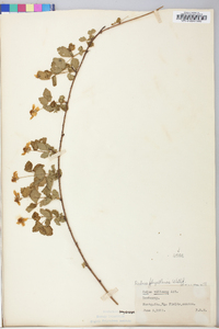 Rubus flagellaris image