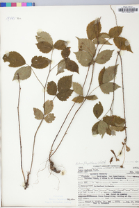 Rubus flagellaris image