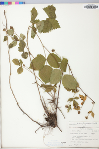 Rubus flagellaris image