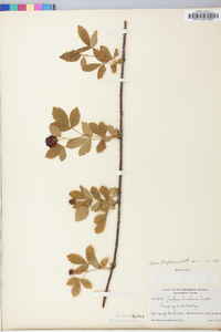 Rubus flagellaris image