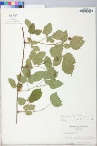 Rubus flagellaris image