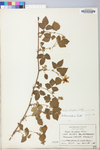 Rubus flagellaris image