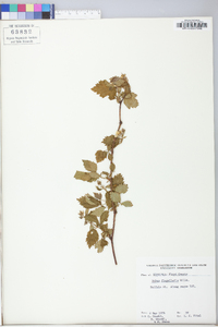 Rubus flagellaris image