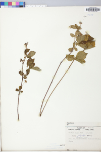 Rubus flagellaris image