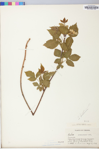 Rubus flagellaris image