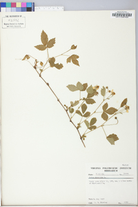 Rubus hispidus image