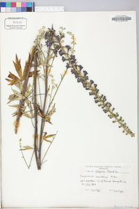 Delphinium exaltatum image