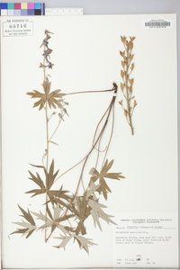 Delphinium exaltatum image