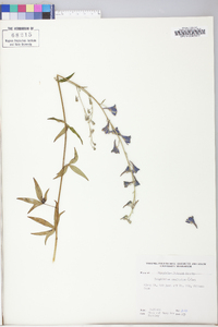 Delphinium exaltatum image