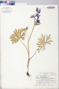 Delphinium tricorne image