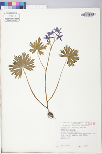 Delphinium tricorne image