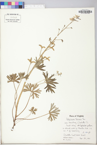 Delphinium tricorne image