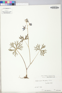 Delphinium tricorne image