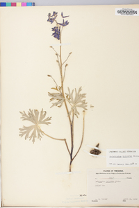 Delphinium tricorne image