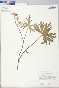 Delphinium tricorne image