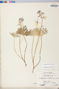 Delphinium tricorne image