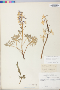 Delphinium tricorne image