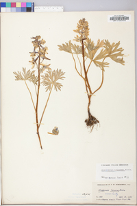 Delphinium tricorne image