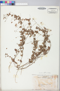 Lespedeza repens image