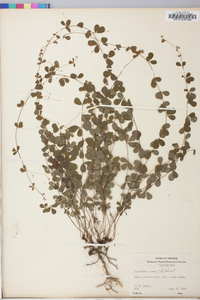 Lespedeza repens image