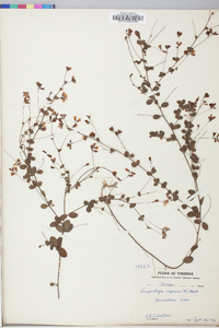 Lespedeza repens image