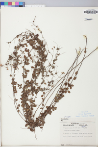 Lespedeza repens image