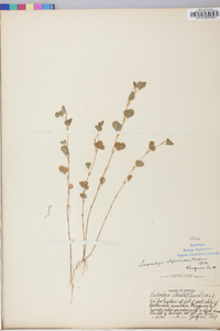 Lespedeza stipulacea image