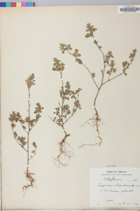 Lespedeza stipulacea image