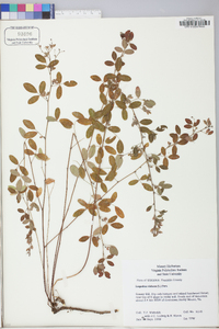 Lespedeza violacea image