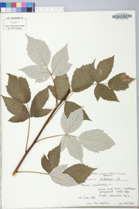 Rubus occidentalis image