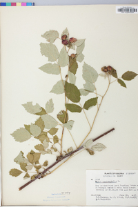 Rubus occidentalis image