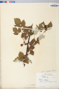 Rubus occidentalis image