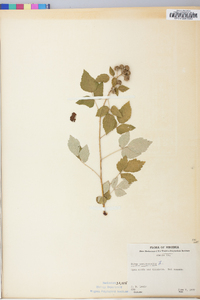 Rubus occidentalis image