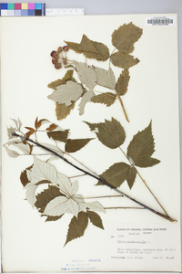 Rubus occidentalis image