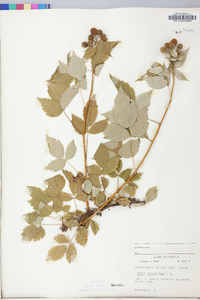 Rubus occidentalis image