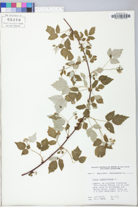 Rubus occidentalis image