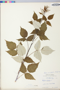 Rubus occidentalis image