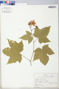 Rubus odoratus image