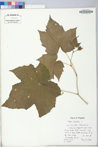 Rubus odoratus image