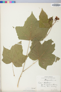 Rubus odoratus image