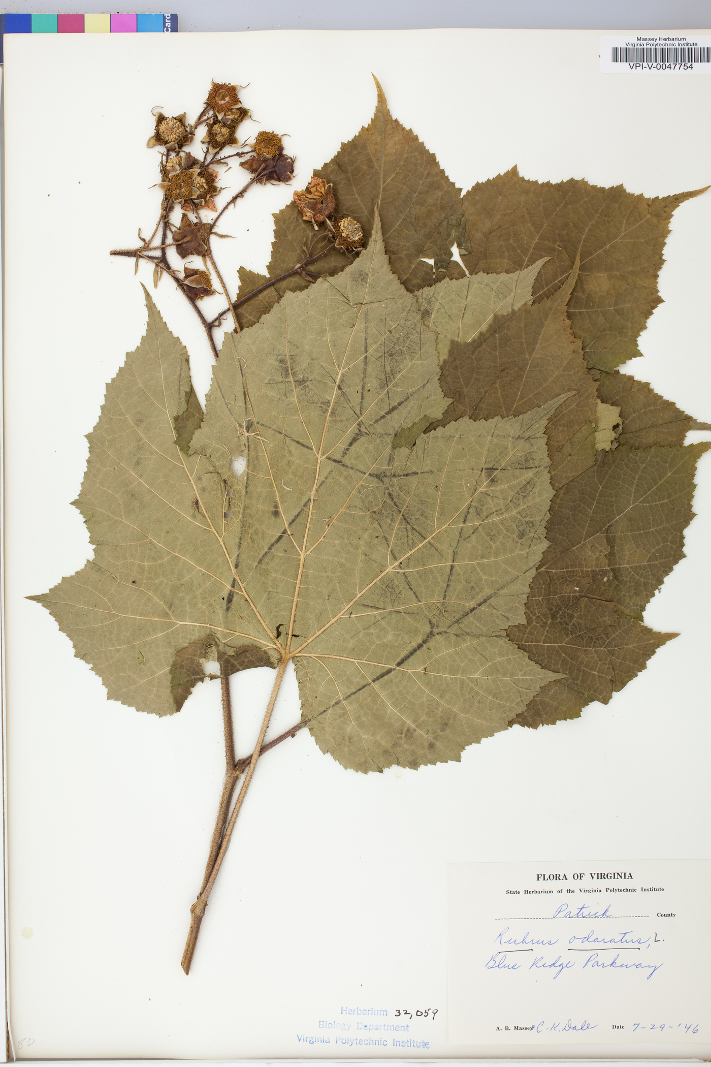 Rubus odoratus image