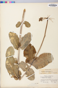 Asclepias amplexicaulis image