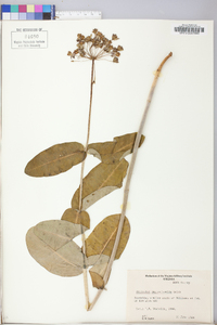 Asclepias amplexicaulis image