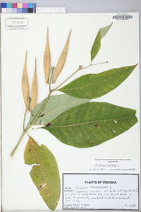 Asclepias exaltata image