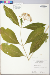 Asclepias exaltata image