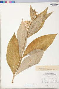 Asclepias exaltata image