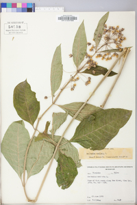 Asclepias exaltata image