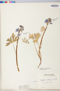 Delphinium tricorne image