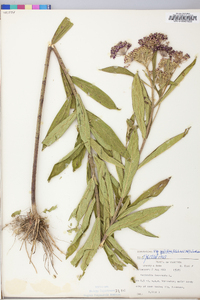 Asclepias incarnata subsp. pulchra image